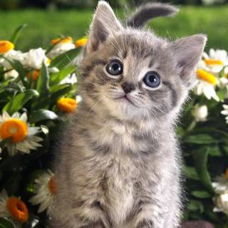 Cat with flowers desktop wallpaper