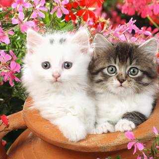 Cat with flowers desktop wallpaper