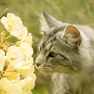 Cat with flowers desktop wallpaper