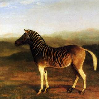 Quagga wallpaper