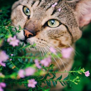 Cat with flowers desktop wallpaper