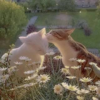 Cat with flowers desktop wallpaper