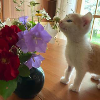 Cat with flowers desktop wallpaper