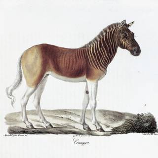 Quagga wallpaper