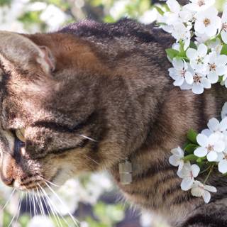 Cat with flowers desktop wallpaper