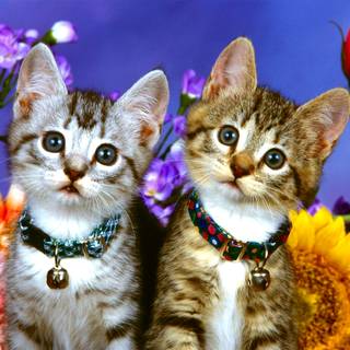 Cat with flowers desktop wallpaper