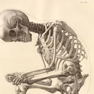 Skeleton sketch wallpaper