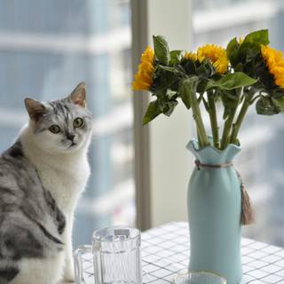 Cat with flowers desktop wallpaper