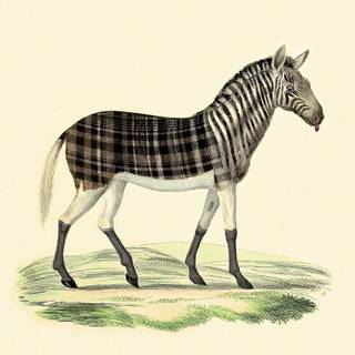 Quagga wallpaper