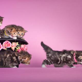 Cat with flowers desktop wallpaper