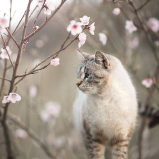 Cat with flowers desktop wallpaper