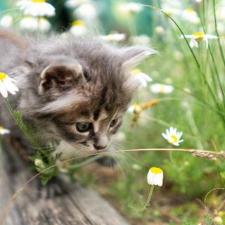 Cat with flowers desktop wallpaper