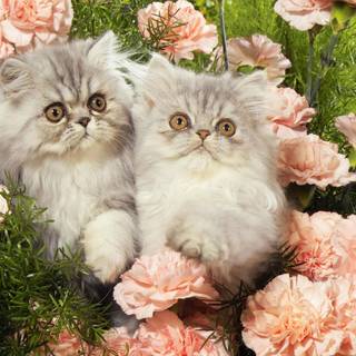 Cat with flowers desktop wallpaper