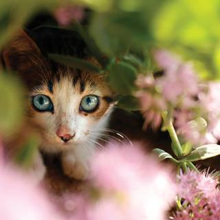 Cat with flowers desktop wallpaper