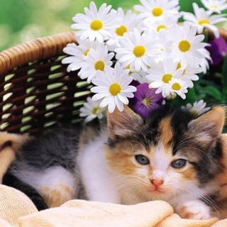 Cat with flowers desktop wallpaper