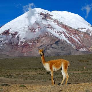 Chimborazo wallpaper