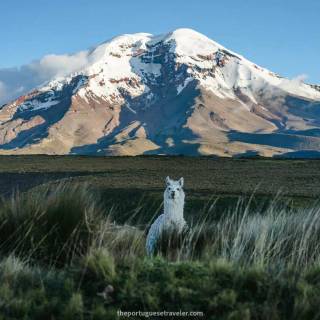 Chimborazo wallpaper