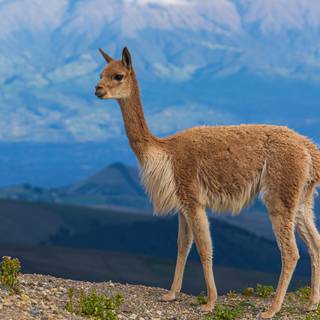 Chimborazo wallpaper