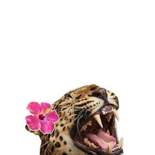 Leopard aesthetic wallpaper