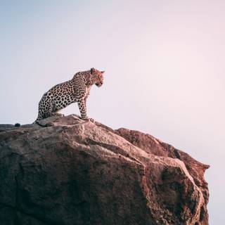 Leopard aesthetic wallpaper