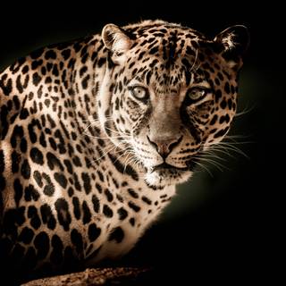 Leopard aesthetic wallpaper