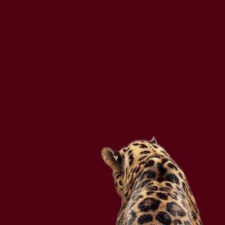 Leopard aesthetic wallpaper