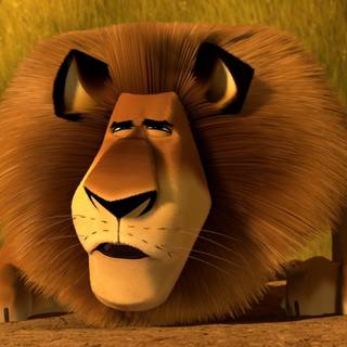 Alex the lion wallpaper