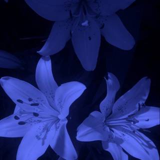 Indigo aesthetic wallpaper