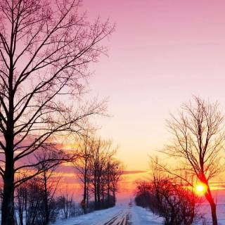 Winter pink snow wallpaper