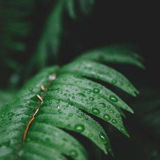 4k iPhone 16 wallpaper