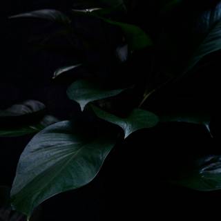 Dark green leaves 4k wallpaper