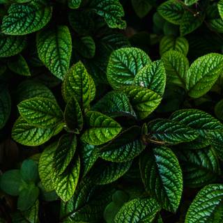 Dark green leaves 4k wallpaper