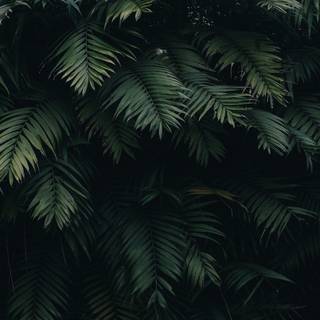 Dark green leaves 4k wallpaper