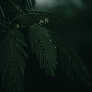 Dark green leaves 4k wallpaper
