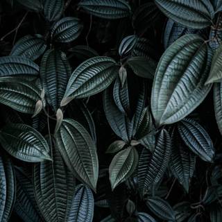 Dark green leaves 4k wallpaper