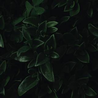Dark green leaves 4k wallpaper