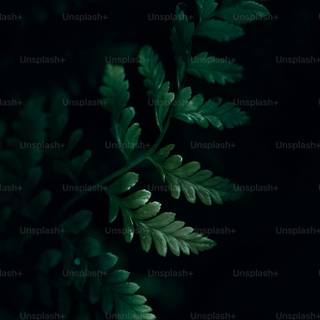 Dark green leaves 4k wallpaper