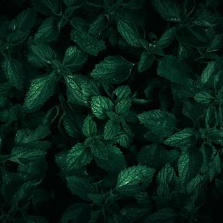 Dark green leaves 4k wallpaper