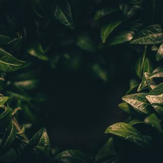 Dark green leaves 4k wallpaper