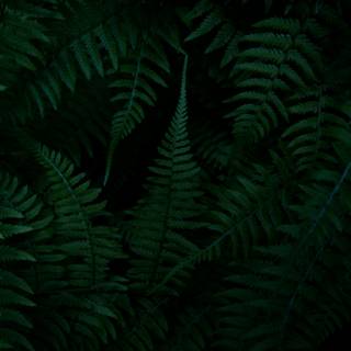 Dark green leaves 4k wallpaper