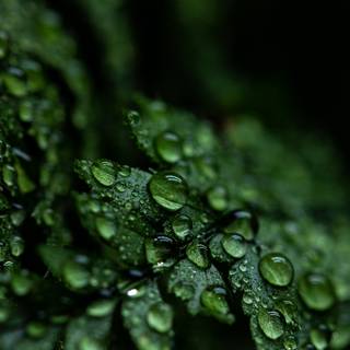 Dark green leaves 4k wallpaper
