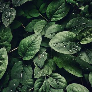 Dark green leaves 4k wallpaper