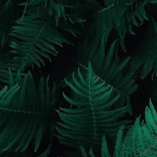 Dark green leaves 4k wallpaper
