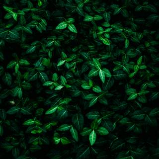 Dark green leaves 4k wallpaper