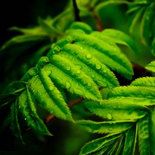 Dark green leaves 4k wallpaper