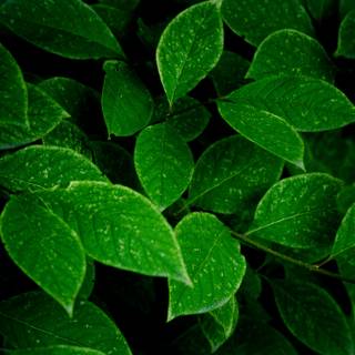 Dark green leaves 4k wallpaper