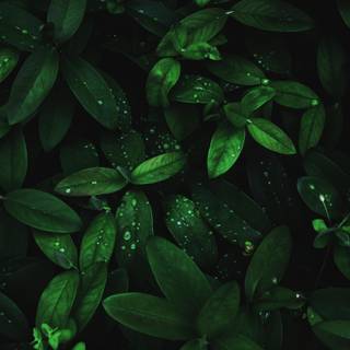 Dark green leaves 4k wallpaper