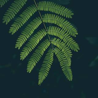Dark green leaves 4k wallpaper