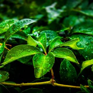 Dark green leaves 4k wallpaper