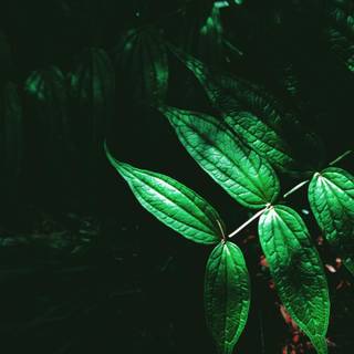 Dark green leaves 4k wallpaper